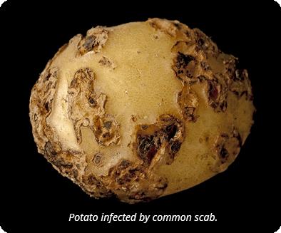 Potato common scab